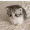 kitty