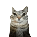 stare custom emote from [1.21+] Nether Forge