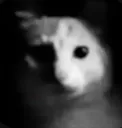 catstare