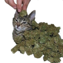 3133weedcat Discord sticker | Despised Icon (18+)