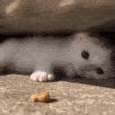 A tiny kitten lying on the ground reaches out with its paw toward a small piece of food.