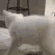 :cattwerk: