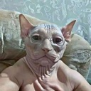 A hairless Sphynx cat wearing round glasses looking directly at the camera with a serious expression.
