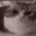 :274_catplosion: