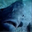 A fish looking directly at the camera with a blank and slightly confused facial expression.