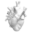 Anatomical human heart rendered in a 3D gray style.