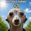 A dog with a wide, human-like grin looking directly at the camera with the text Wallahis Earned +1 floating above its head.