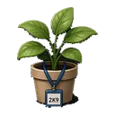 the_plant