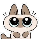 Kitten with large eyes repeatedly waving its paw in a friendly gesture.