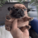 pibble3 animated GIF emoji from Failed Abortions pt.3