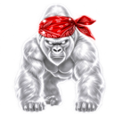 Silver gorilla wearing a red bandana looking forward with an intense expression.