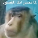 A monkey staring directly at the camera with a suspicious expression and Arabic text above its head.