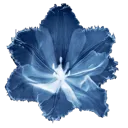 xy14_flower Discord sticker from Swagistan | VC & Chat (Pakistan)