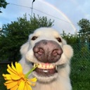 A white dog looking directly at the camera with a wide, toothy grin while holding a bright yellow flower in its mouth.