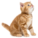 Meow Discord Emoji | 𓄲  𓏼   𝑆𝑢𝑔𝑎𝑟 𝑎𝑛𝑑 𝑆𝑖𝑛 𓈒   !