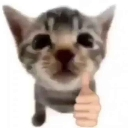 g_gatitolike_aw Discord emoji