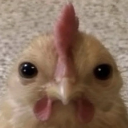 A close-up of a young chicken staring forward with large, unblinking eyes.