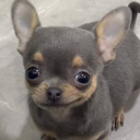 A small gray chihuahua looking directly at the camera with wide, suspicious eyes and a slight smirk.