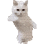 :cat_dance: