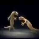 Two geckos standing on their hind legs facing each other in a dramatic confrontation.