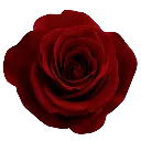 rose1