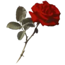 rose2