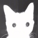 gato Discord sticker | ⊹ . ݁𝙻𝚞𝚗𝚊𝚛 𝙷𝚊𝚟𝚎𝚗. ݁ ݁. ⊹ ₊ ݁