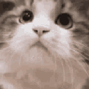 nod_cat_yes animated emote | 𝐺𝑂𝑇𝐶/𝐸𝑚𝑜𝑗𝑖𝑠