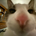 A cat's face captured in a wide-angle lens, making its pink nose appear disproportionately large in the center of the frame.