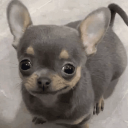 A small gray chihuahua looking up with a wide, mischievous, and knowing smirk.