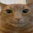 Orange tabby cat staring directly at the camera with wide, vacant eyes.