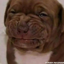 A close-up of a brown puppy with a scrunched, wrinkled face looking skeptical and confused.