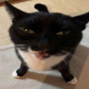 A tuxedo cat with a squinty, judgmental expression looking directly at the camera.