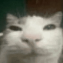 A close-up, blurry white and gray cat staring directly into the camera with a confused expression.