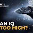 A bird silhouette against a dark background with mathematical equations and the text AN IQ TOO HIGH.