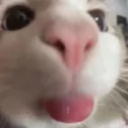 emoji_97 Discord sticker | LETS MEOWWW