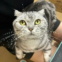 A gray tabby cat with wide yellow eyes staring directly forward with an intense expression.