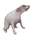 :dogdance: