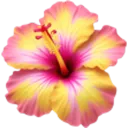 hibiscus_flower