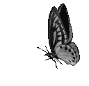 A grayscale butterfly flapping its wings in a repeating flight animation.