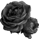 :blackrose: