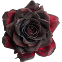 A dark red and black rose in full bloom.