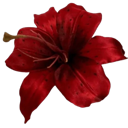 lilyred Discord Emoji from ☾ Intertwined | Social ☽