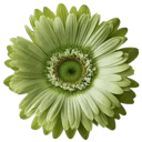 greendaisy Discord Emoji - ☾ Intertwined | Social ☽