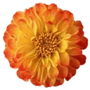 marigold Discord sticker from ☾ Intertwined | Social ☽