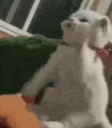 :catfight: