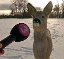 :103430deerinterview: