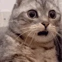 Cat_wtf____gg_junoon Discord sticker | kismat™ | Socialize • Voice Calls • Events Friendly • community