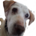 Ellie_The_Tank custom emote from kismat™ | Socialize • Voice Calls • Events Friendly • community
