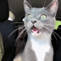 A grey and white cat with a shocked expression has its mouth closed by a human hand in a four-panel sequence.
